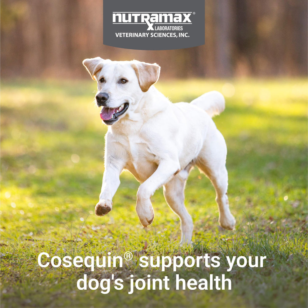 Joint Supplement for Dogs Chew Tabs 60ct A953542