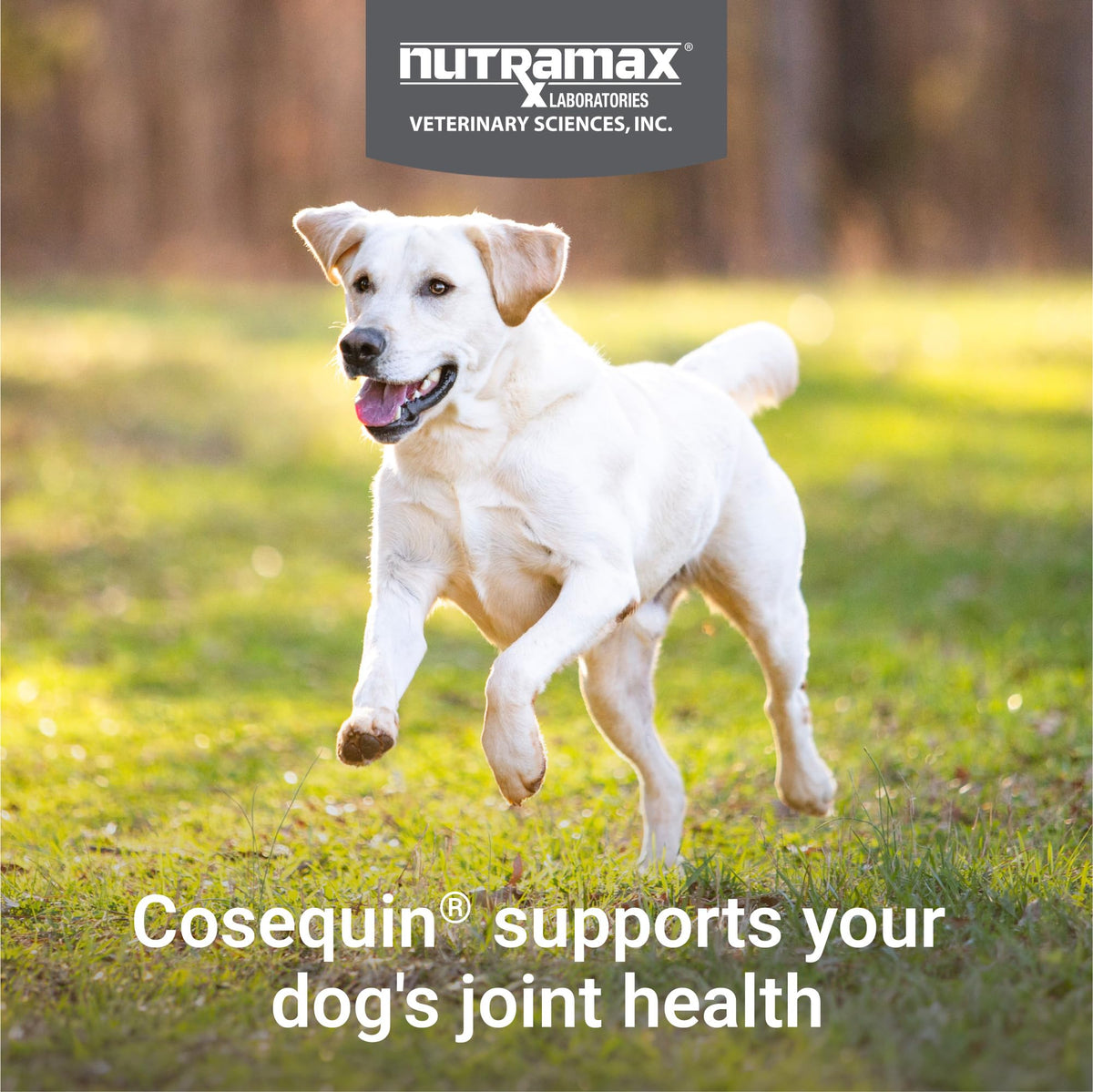 Joint Supplement for Dogs Chew Tabs 60ct A953542
