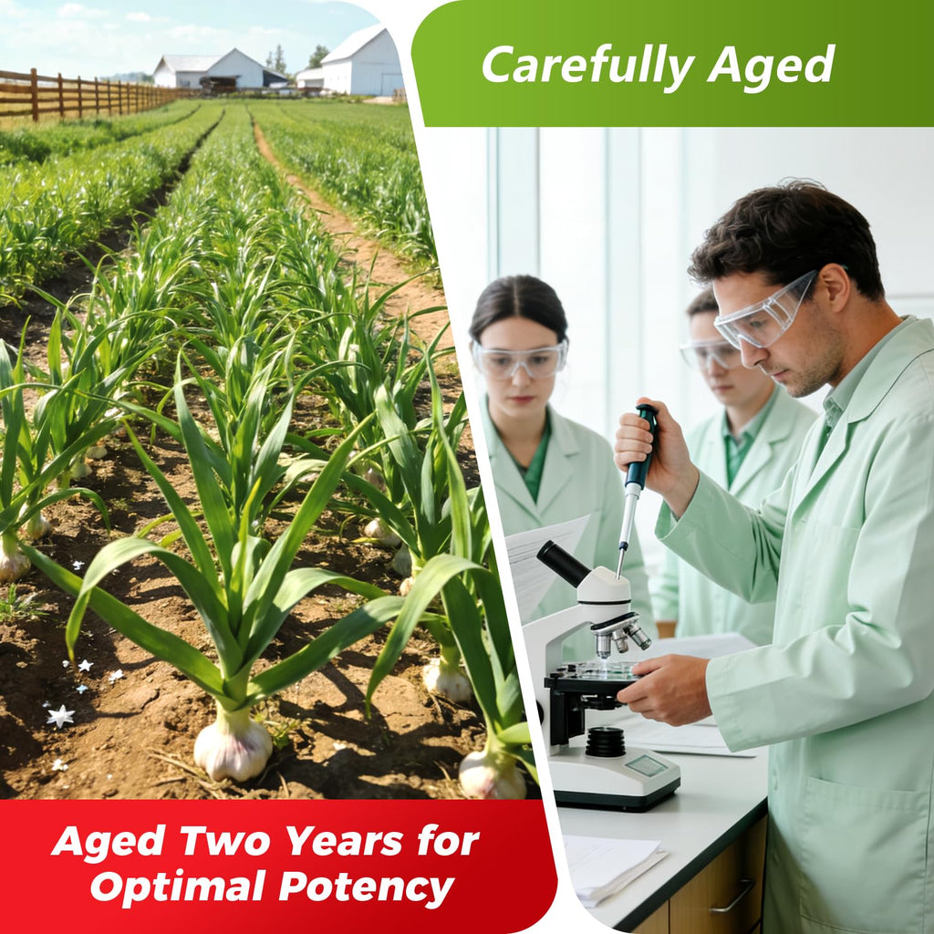 Odorless Aged Garlic Extract 12,000 mg 240 Veg Caps S470905