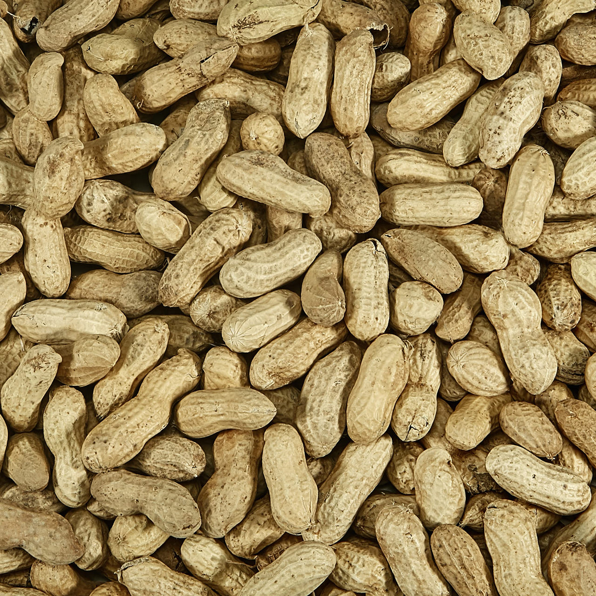 Whole Peanuts in Shell for Wild Birds, Two 5 Pound Bags Q635581